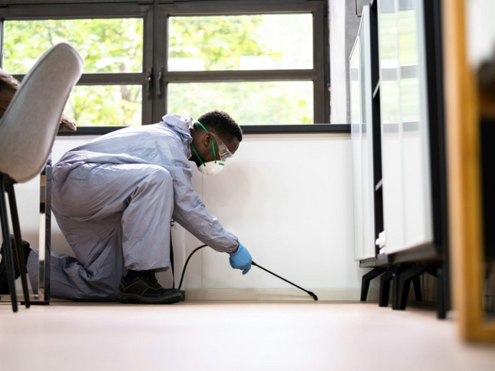 Why Pest Inspections Are Essential