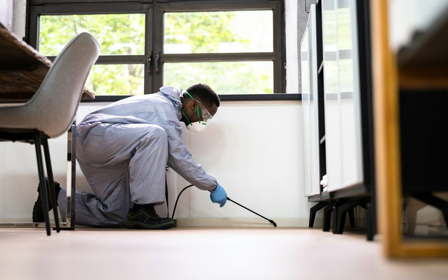 Why Pest Inspections Are Essential