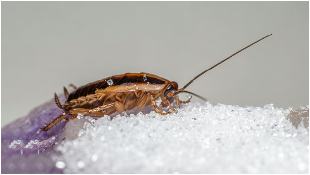 8 Places Cockroaches Hide in Your Home (And How to Find Them)